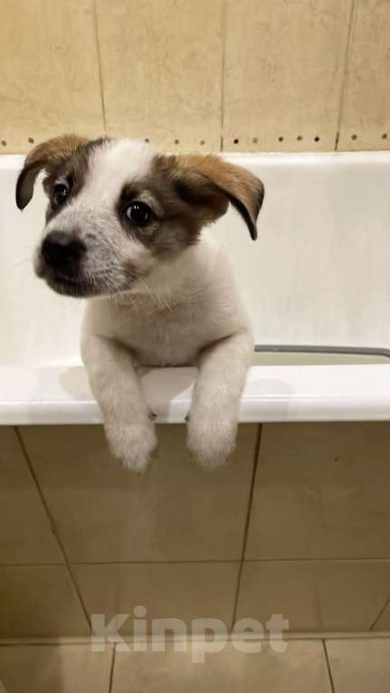 Собаки в Москве: Дея в добрые руки Девочка, Бесплатно - фото 7