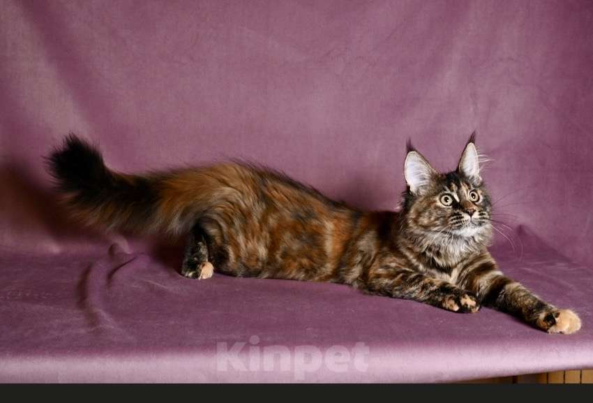 Кошки в Саратове: Мейн Кун Девочка, 50 000 руб. - фото 2