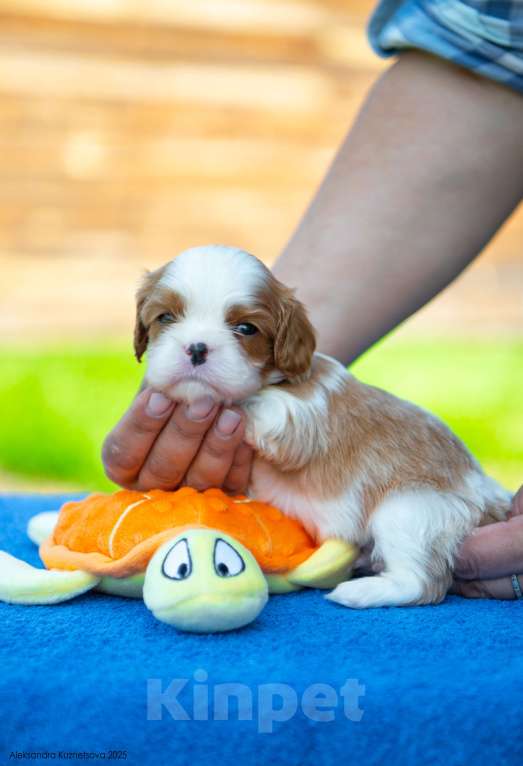 Собаки в Челябинске: Мальчишки яркие, шикарно одетые Мальчик, Бесплатно - фото 3