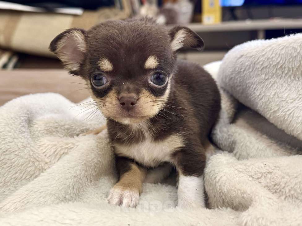 Собаки в Балашихе: Девочка чихуахуа  Девочка, 70 000 руб. - фото 2