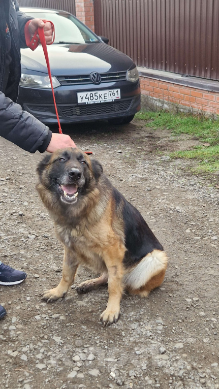 Собаки в Батайске: Дора ждет свою семью Девочка, Бесплатно - фото 2