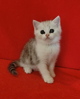 Котик серебристый мраморный биколор