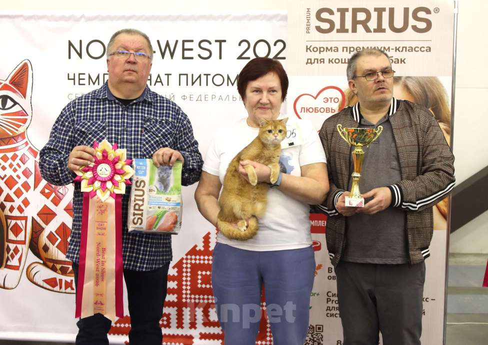 Кошки в Санкт-Петербурге: Золотой котик Скоттиш страйт Мальчик, 25 000 руб. - фото 6