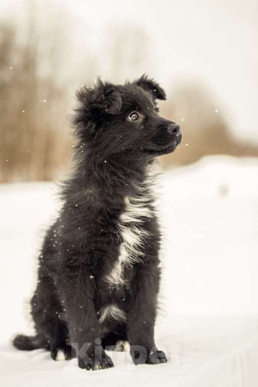 Собаки в других городах Московской области: Щенок в добрые руки Девочка, Бесплатно - фото 10