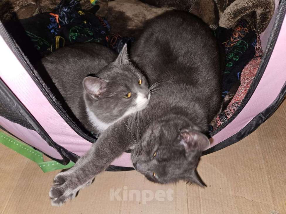 Кошки в Курске: Двойное счастье к Новому Году в подарок Девочка, 5 руб. - фото 3