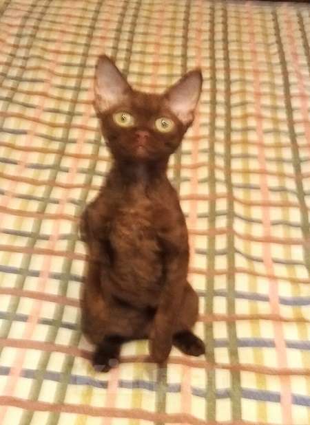 Кошки в Москве: Девон - девочка с правом разведения. Москва  Девочка, 80 000 руб. - фото 3