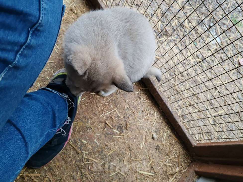 Собаки в Курске: Малыши ЗСЛ (западно-сибирской лайки) Мальчик, 30 000 руб. - фото 3