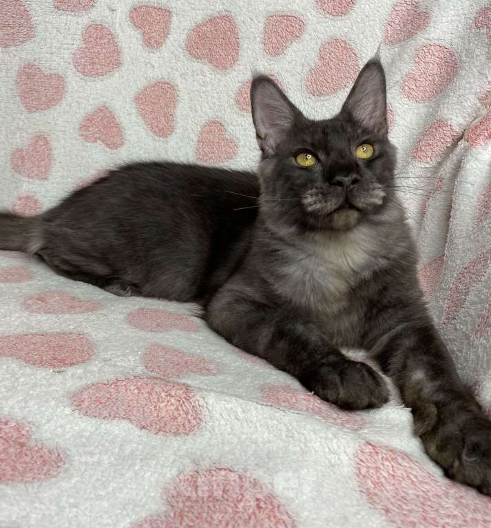 Кошки в Дмитрове: черный дымчатый мальчик мейн кун Maybach Мальчик, 20 000 руб. - фото 3