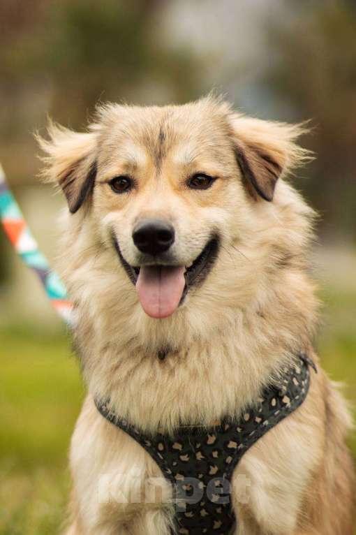 Собаки в Москве: Белкин 2,5 года ищет дом. Мальчик, Бесплатно - фото 2