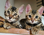 Кошки в Калининграде: Бенгальские котята Мальчик, 25 000 руб. - фото 1