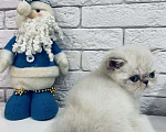 Кошки в Болхове: Супер Экзот Блю-пойнт, 25 000 руб. - фото 4