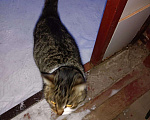 Кошки в Серафиме: Шотландская прямоухая кошка. Стерилизована., Бесплатно - фото 3