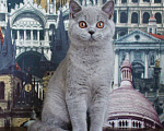 Кошки в Ульяновске: Британская кошечка Девочка, 25 000 руб. - фото 1