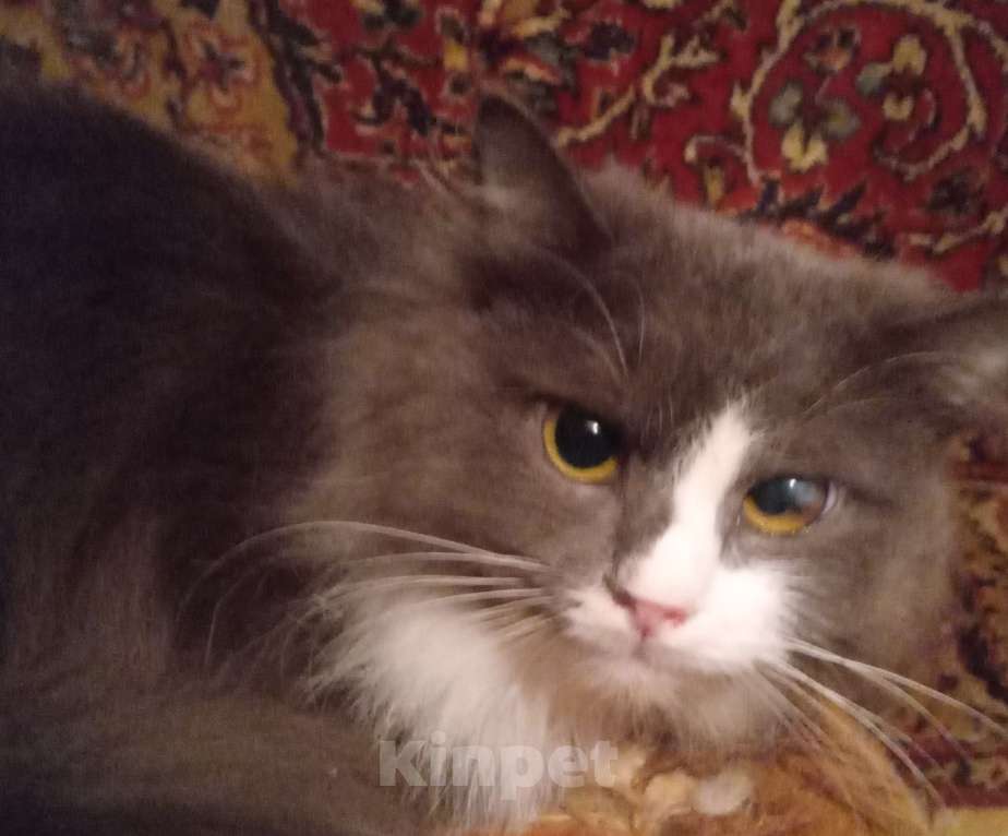 Кошки в Москве: Серый с белым сибирский котик Мальчик, Бесплатно - фото 4