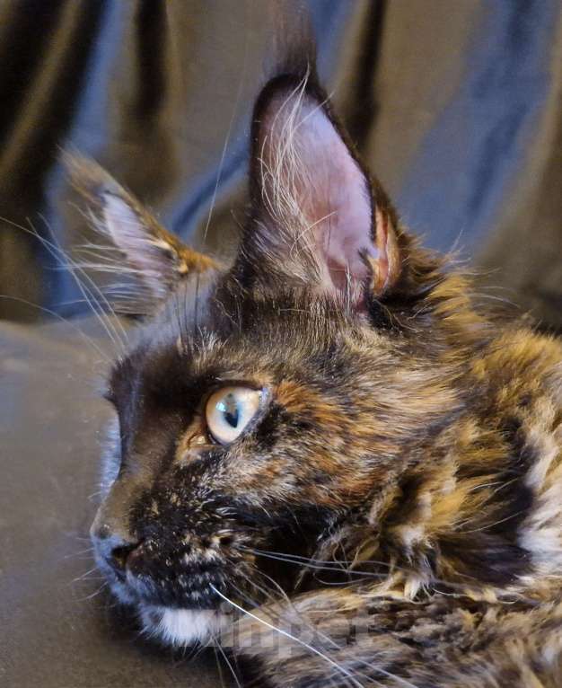 Кошки в Москве: Пресненские котята породы мейн-кун. Амелия Девочка, 30 000 руб. - фото 4