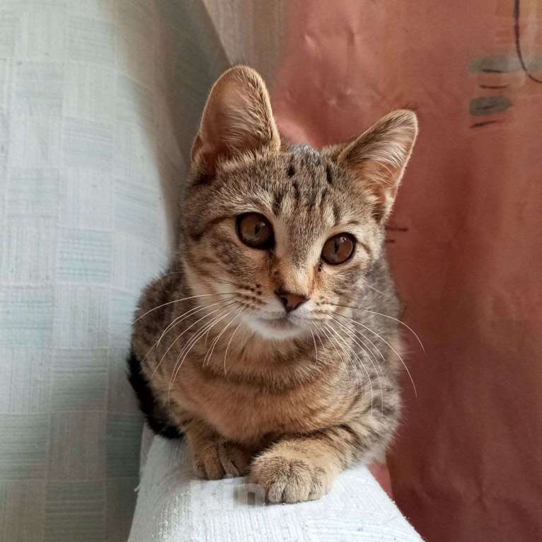 Кошки в Санкт-Петербурге: Котëнок Леоша в добрые руки Мальчик, Бесплатно - фото 4