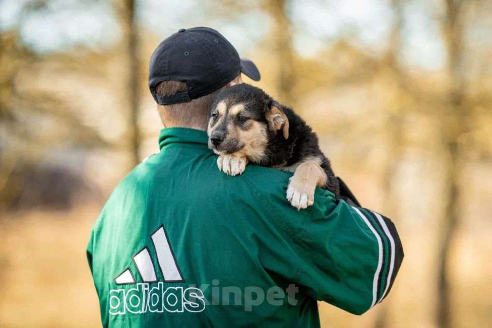 Собаки в Москве: Щенок в дар  Мальчик, Бесплатно - фото 2