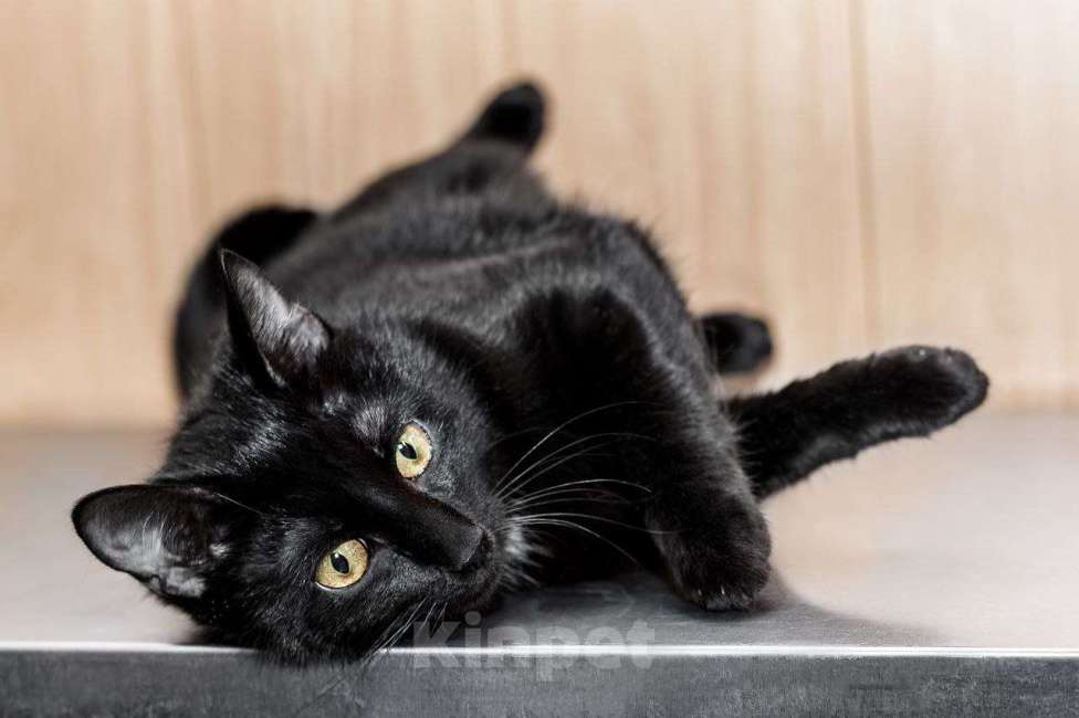 Кошки в Москве: Красавица Мята ищет дом Девочка, 99 руб. - фото 6