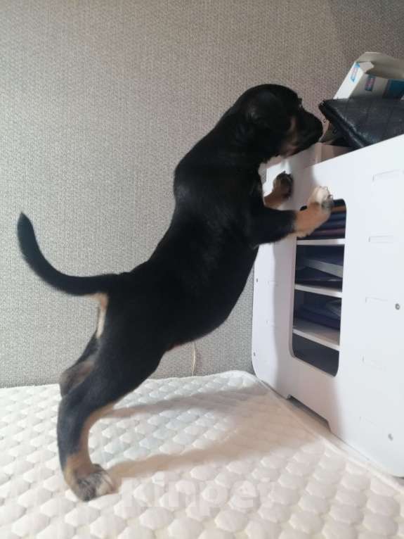 Собаки в Ростове-на-Дону: щенок метис французского бульдога и бигля Девочка, Бесплатно - фото 2