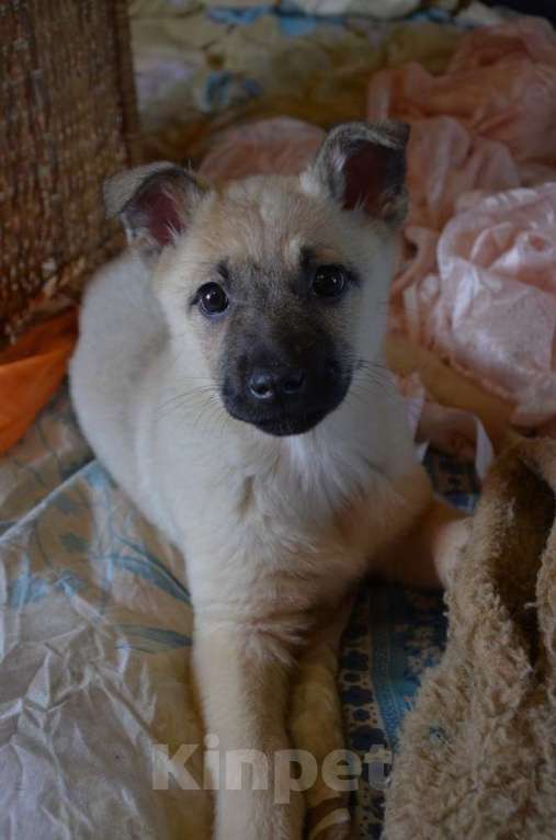 Собаки в Москве: Очаровательные, умные щенки в добрые руки Мальчик, 1 руб. - фото 7