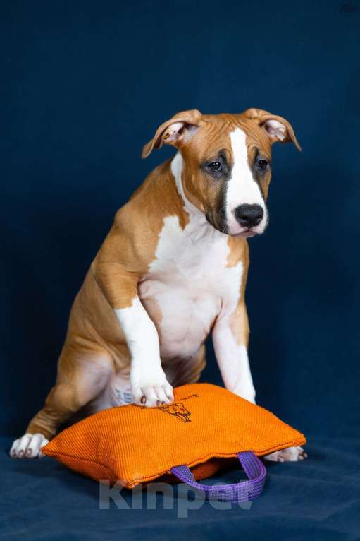 Собаки в Красногорске: Девочка 4 Девочка, Бесплатно - фото 3