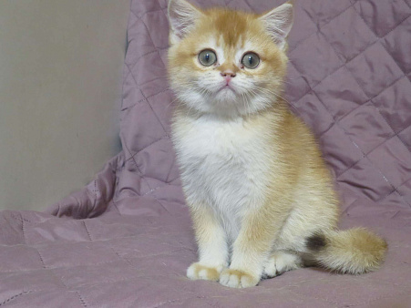 шотландская  золотая шиншилла - мальчик