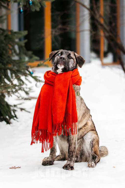 Собаки в Москве: Тигровая девочка в поисках дома Девочка, Бесплатно - фото 4