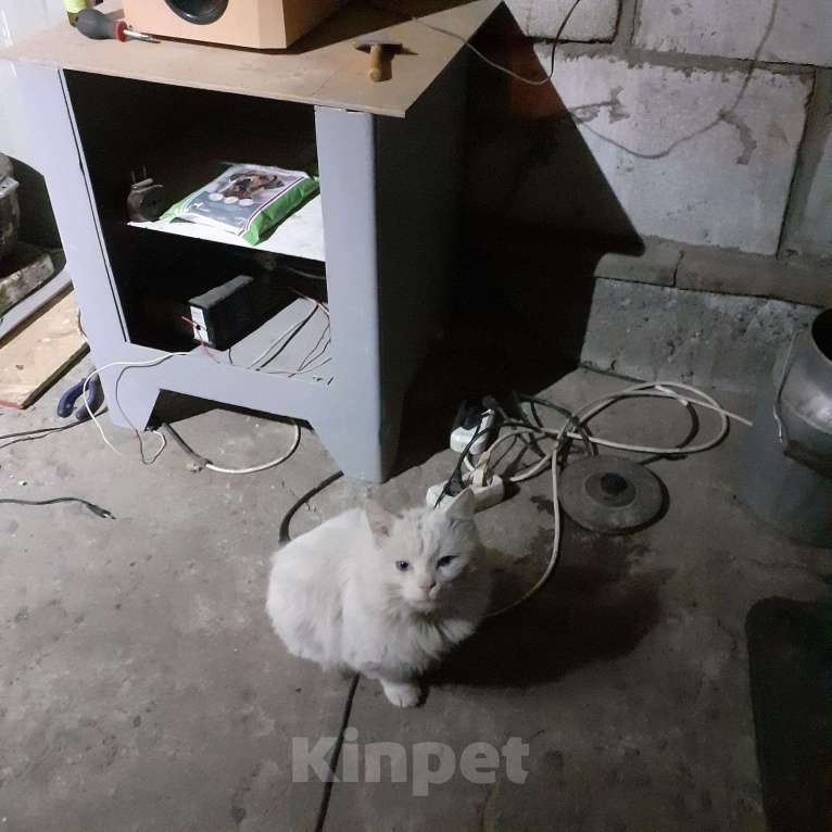 Кошки в Астрахани: Вязка, 8 000 руб. - фото 1