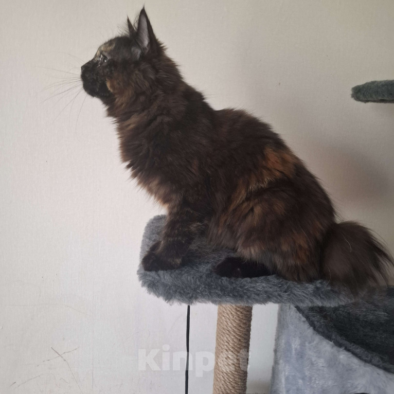 Кошки в Пензе: Кошечка Глория Девочка, 15 000 руб. - фото 4
