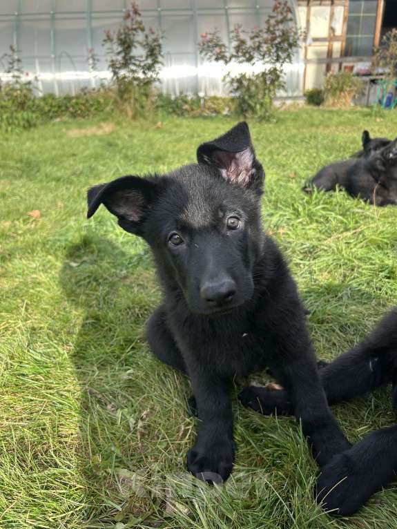 Собаки в Дубне: Илай ищет своего человека  Мальчик, 70 000 руб. - фото 6