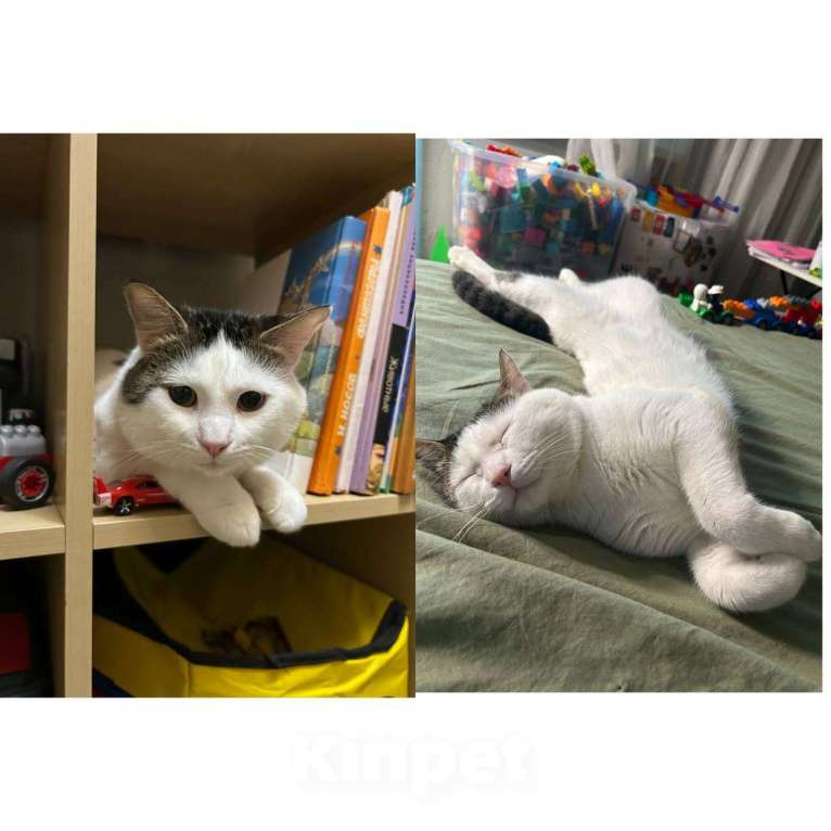 Кошки в Краснодаре: Чистенький кастрирован кот-ловит мышей-дорогу оплатим Мальчик, Бесплатно - фото 1