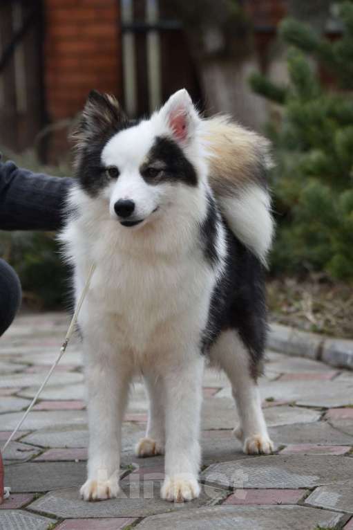 Собаки в Москве: Ненецкая оленегонная лайка. Сука Алекса. Девочка, 75 000 руб. - фото 5