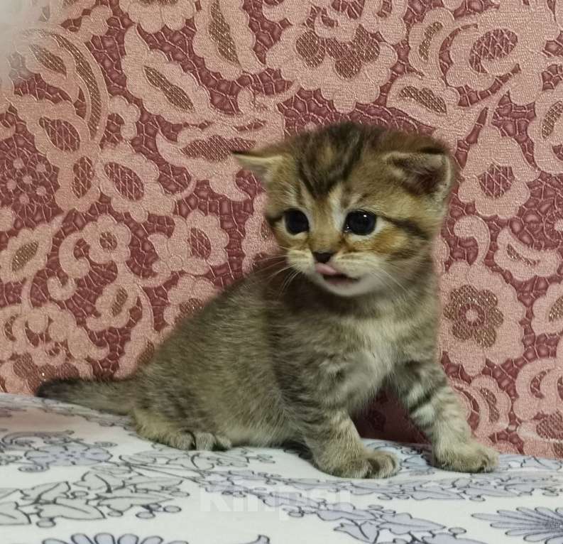 Кошки в Москве: Шотландские котята  Девочка, 15 000 руб. - фото 2