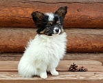 Собаки в Перми: Бишенели Орешек Крепкий  Мальчик, 70 000 руб. - фото 5