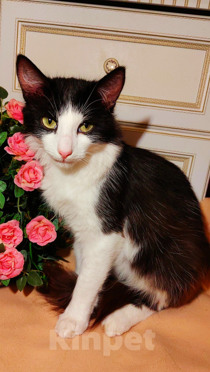 Кошки в Уфе: Котик подросток в добрые руки Мальчик, Бесплатно - фото 1
