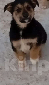 Собаки в Москве: Трогательные щеночки (2 мес.) срочно ищут дом Девочка, Бесплатно - фото 4