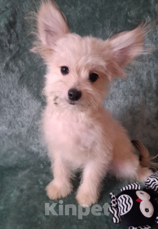 Собаки в Шахте: Щенки, ПОМАПУ. Мальчик, 20 000 руб. - фото 4