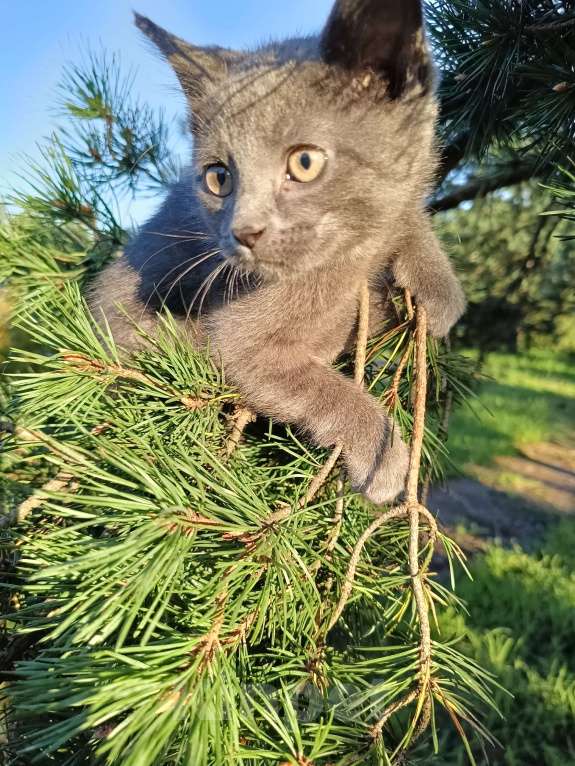 Кошки в других городах Ленинградской области: Потомок змеелова котенок Девочка, Бесплатно - фото 2