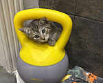 Кошки в Москве: Симпатичный котенок-интеллектуал Мальчик, Бесплатно - фото 4