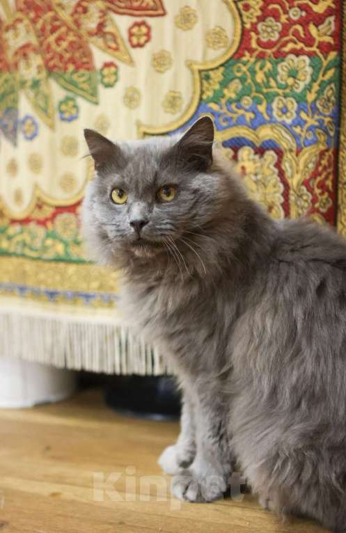 Кошки в Москве: Шикарный Дымок - метис нибелунга (1,5 г.) в дар Мальчик, Бесплатно - фото 7