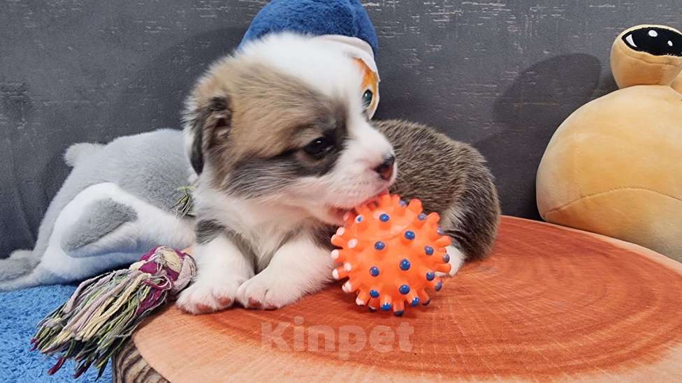 Собаки в Москве: Элитный щенок Мальчик, 85 000 руб. - фото 3