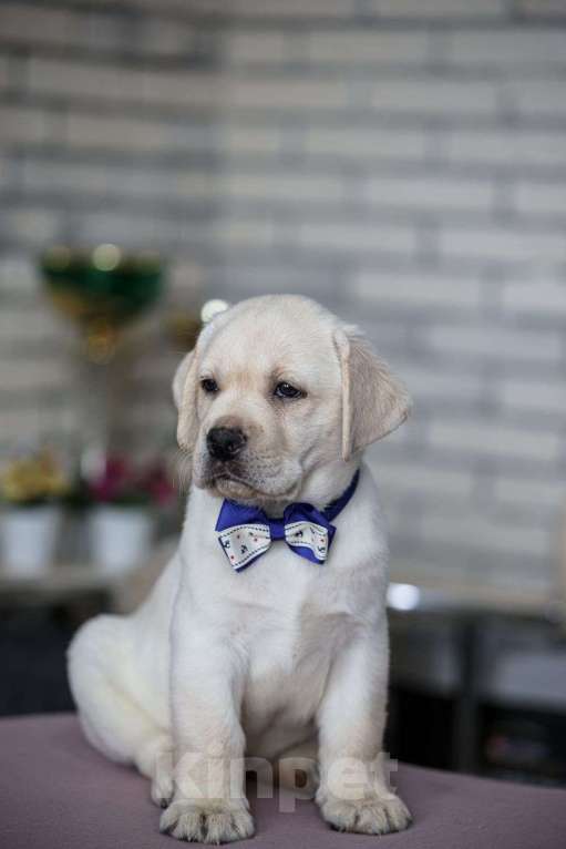 Собаки в Клине: Лабрадор ретривер щенки Разнополые, Бесплатно - фото 2