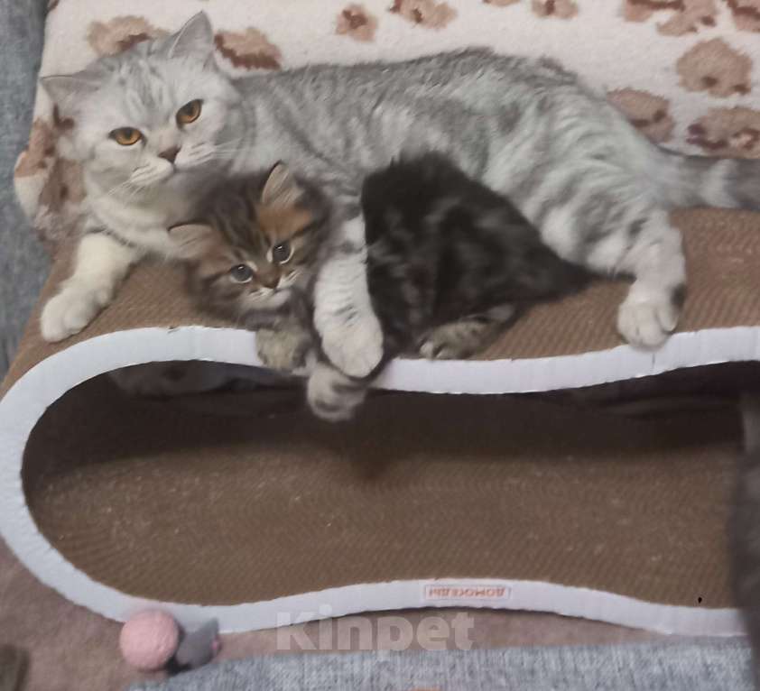 Кошки в Балашихе: Готовы к переезду в ответственную семью Мальчик, 10 000 руб. - фото 3