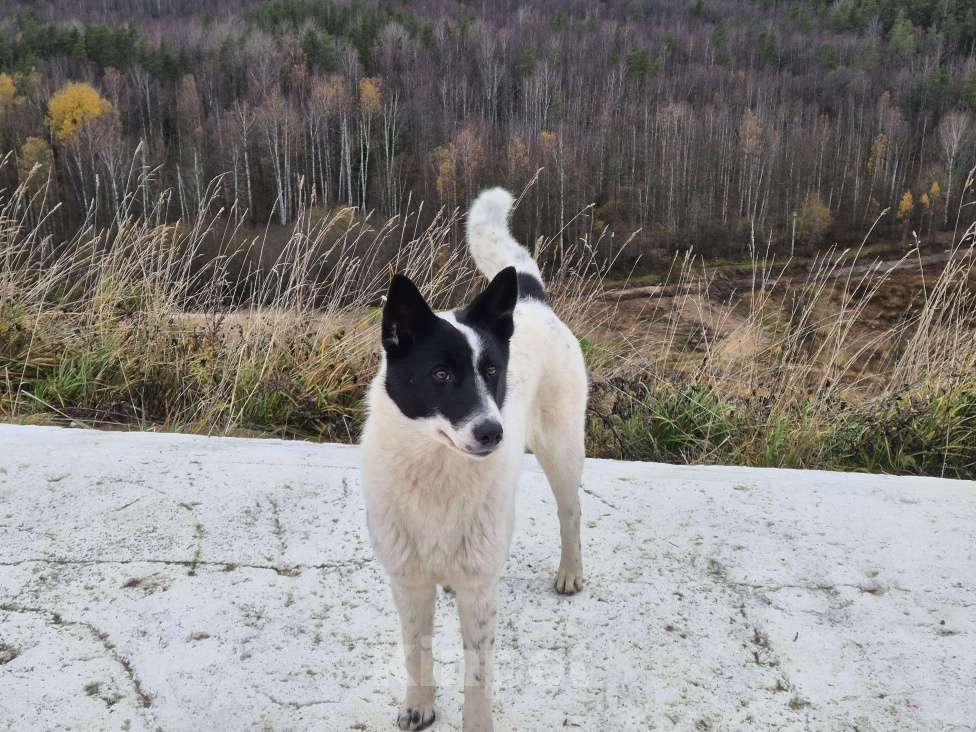 Собаки в Санкт-Петербурге: Добрая и ласковая Алиса Девочка, Бесплатно - фото 2