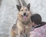 Собаки в Москве: Обаятельный и привлекательный добряк! Мальчик, Бесплатно - фото 5