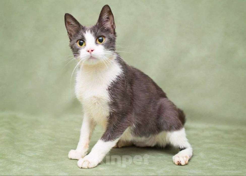 Кошки в Москве: Русалка ищет дом Девочка, Бесплатно - фото 3