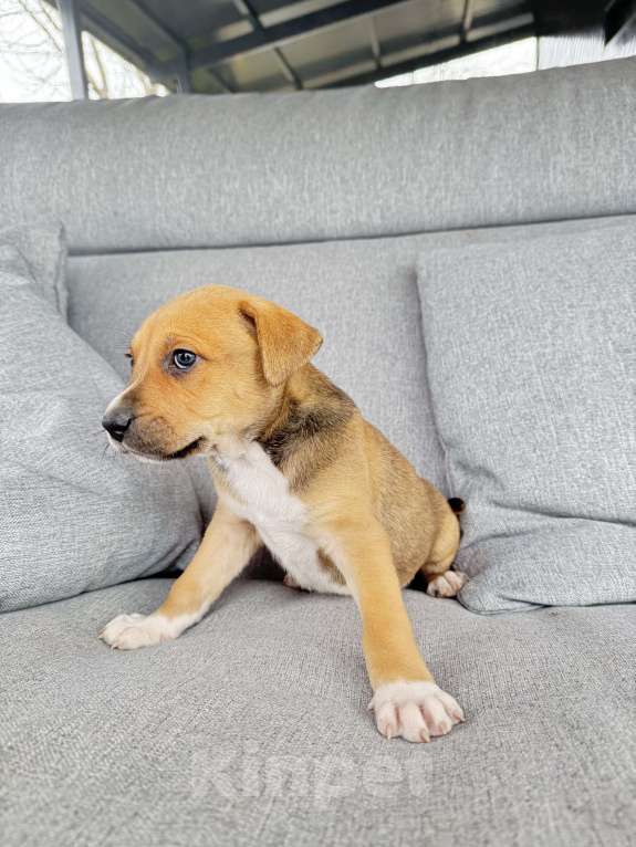 Собаки в других городах Калининградской области: Драма, любовь и хвостатое наследство 🎭🐾 ❤️❤️❤️❤️❤️❤️❤️ Ищем дом для "детей любви"!   Знакомьтесь, Мальчик, Бесплатно - фото 5