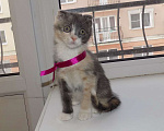 Кошки в Москве: Шотландский вислоухий короткошёрстный котёнок Девочка, 12 000 руб. - фото 7