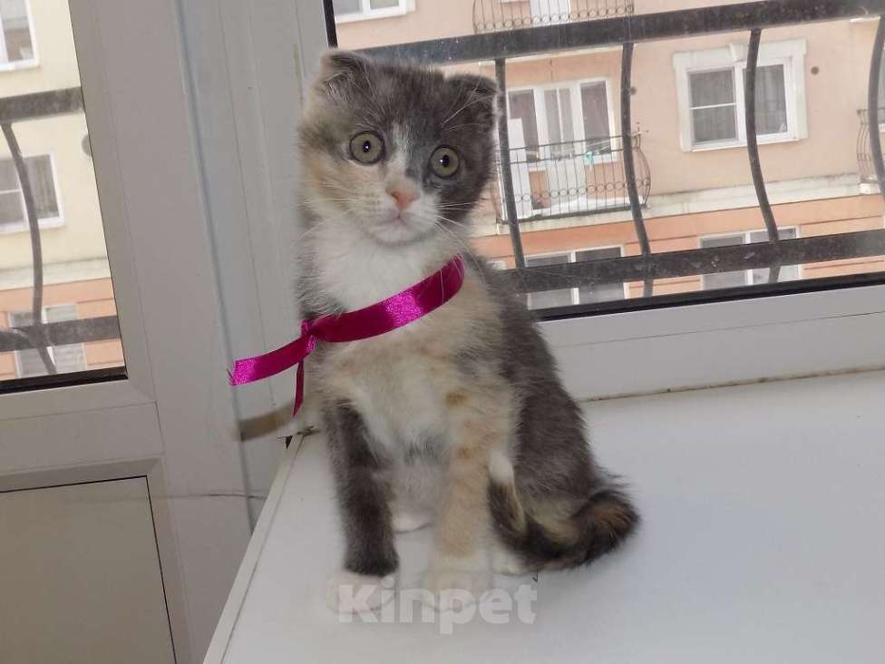 Кошки в Москве: Шотландский вислоухий короткошёрстный котёнок Девочка, 12 000 руб. - фото 7