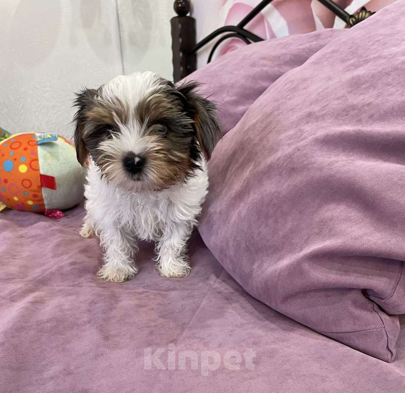 Собаки в Дзержинске: Щенки бивер-йорка Разнополые, 25 000 руб. - фото 3